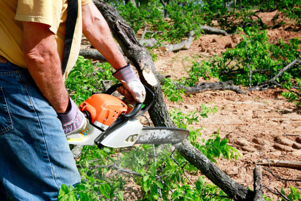 Residential Tree Removal in Sayre, PA